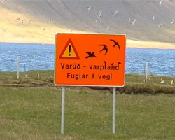Warnschild Brutgebiet